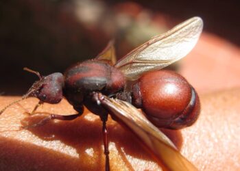 Exquisita Gastronomía santandereana: hormigas culonas
