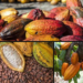El Trauma y la Bonanza de los Cacaoteros