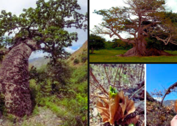 ceiba barrigona, emblema de Santander
