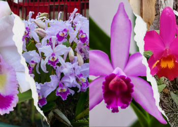 orquídea Cattleya mendelii