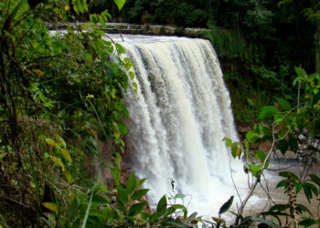 Parque nacional natural Tamá- Rico y Diverso en Fauna