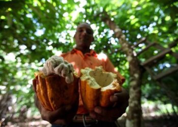 El Cacao de Santander, el mejor cacao del mundo