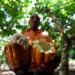 El Cacao de Santander, el mejor cacao del mundo