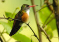 Colibrí amazilia ventricastaño, el ave oficial de Santander en peligro de extinción.