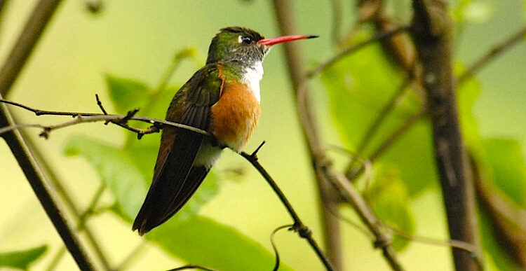 Colibrí amazilia ventricastaño, el ave oficial de Santander en peligro de extinción.